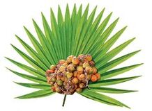 Extracto de fruto de palma rastrera (Serenoa repens) en Urostal